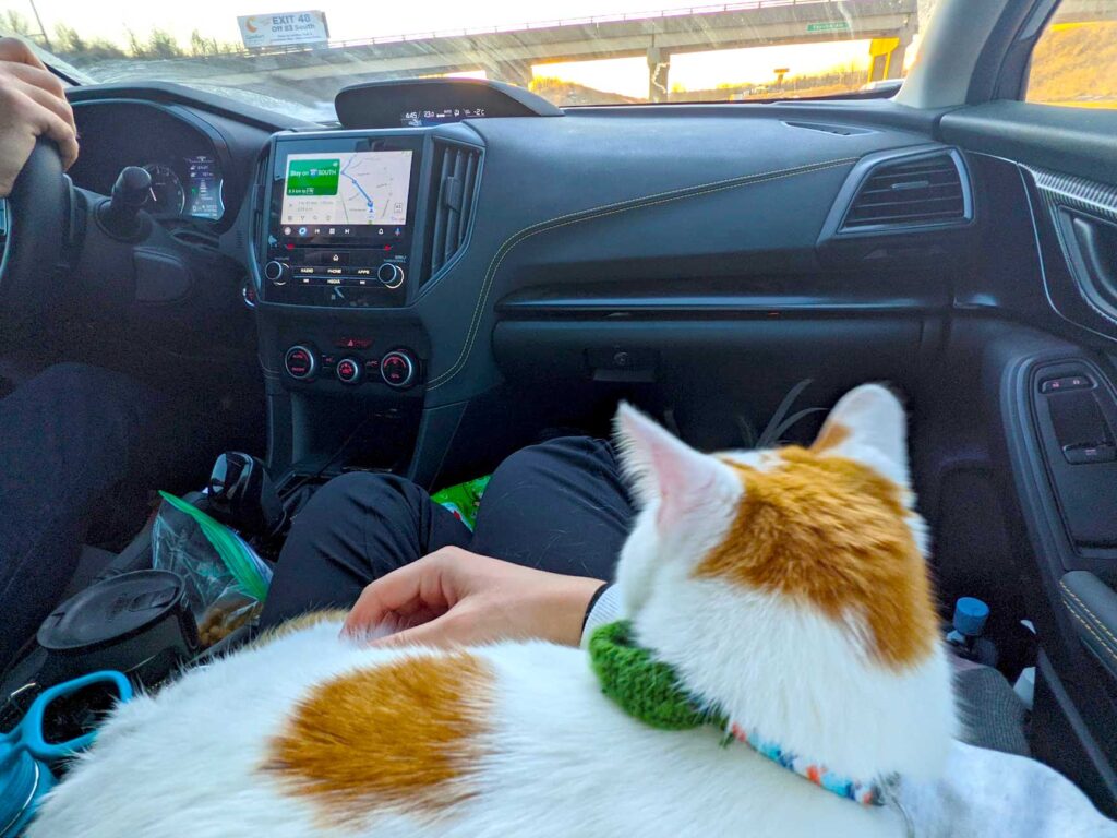 driving-in-the-car-cat-travel