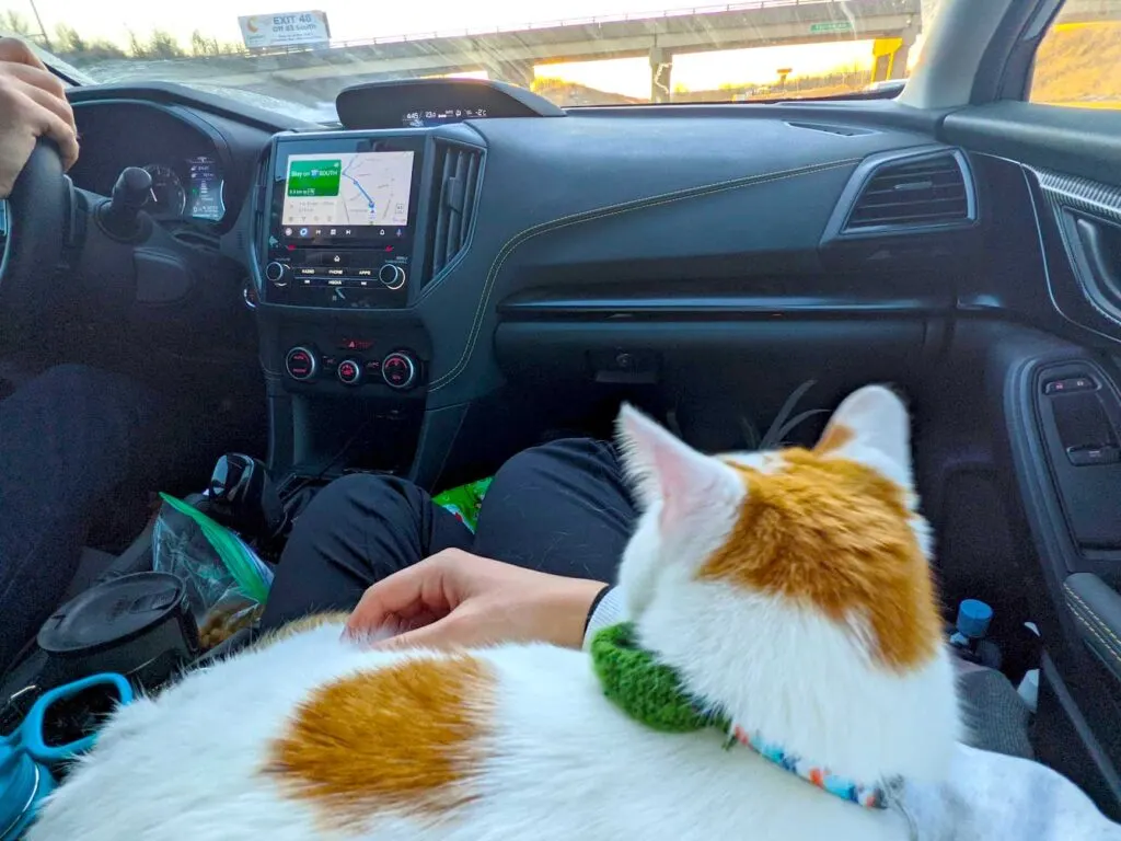 driving-in-the-car-cat-travel