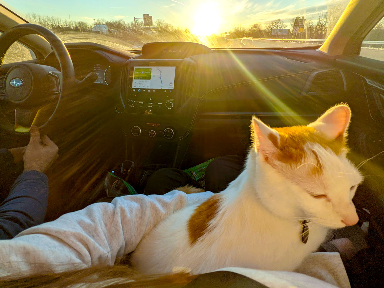 long car trip with cat
