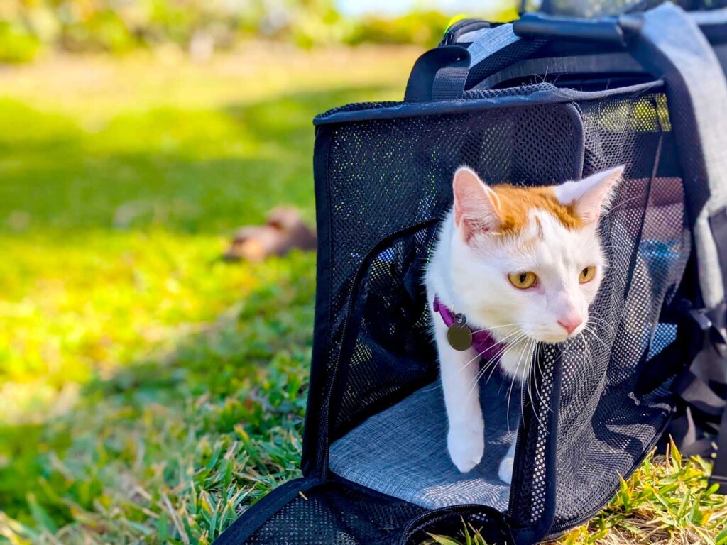 Premium Expandable Cat Backpack Carrier - Travel With Ease