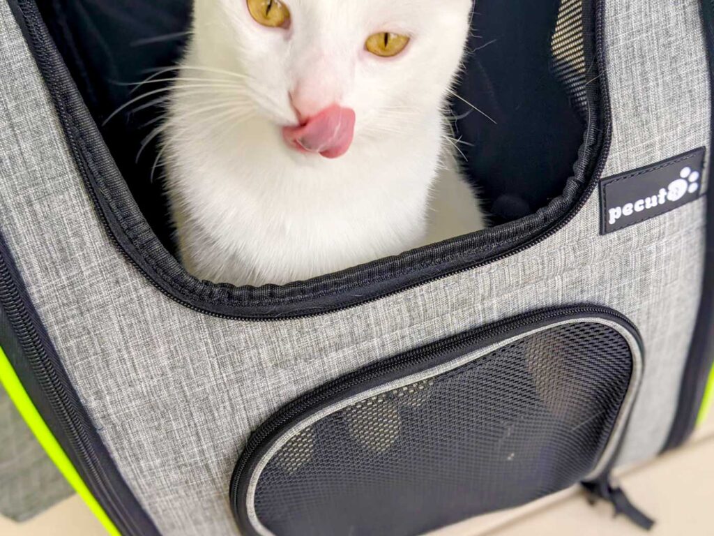 happy-cat-in-a-backpack-carrier