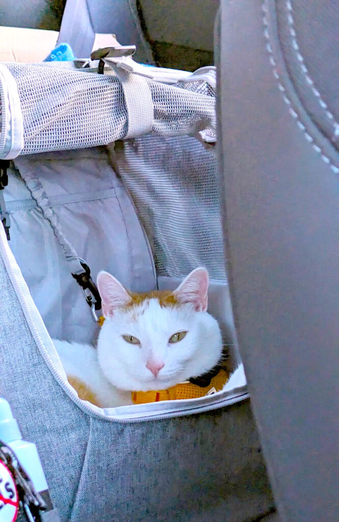 a happy cat is sitting in his backpack in the back seat of a car. He's harnessed it, but he is clearly happy because he's squinting at the camera with his amber eyes. He's a white cat with a touch of orange on his head.
