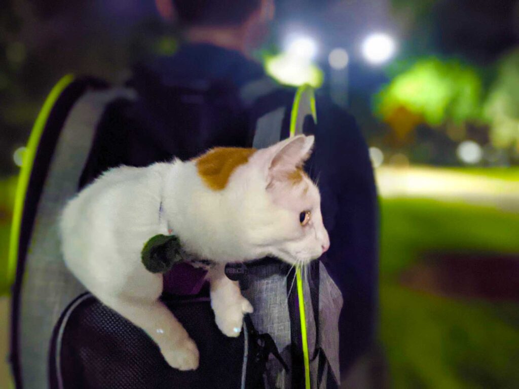jumping-out-of-the-cat-backpack-carrier