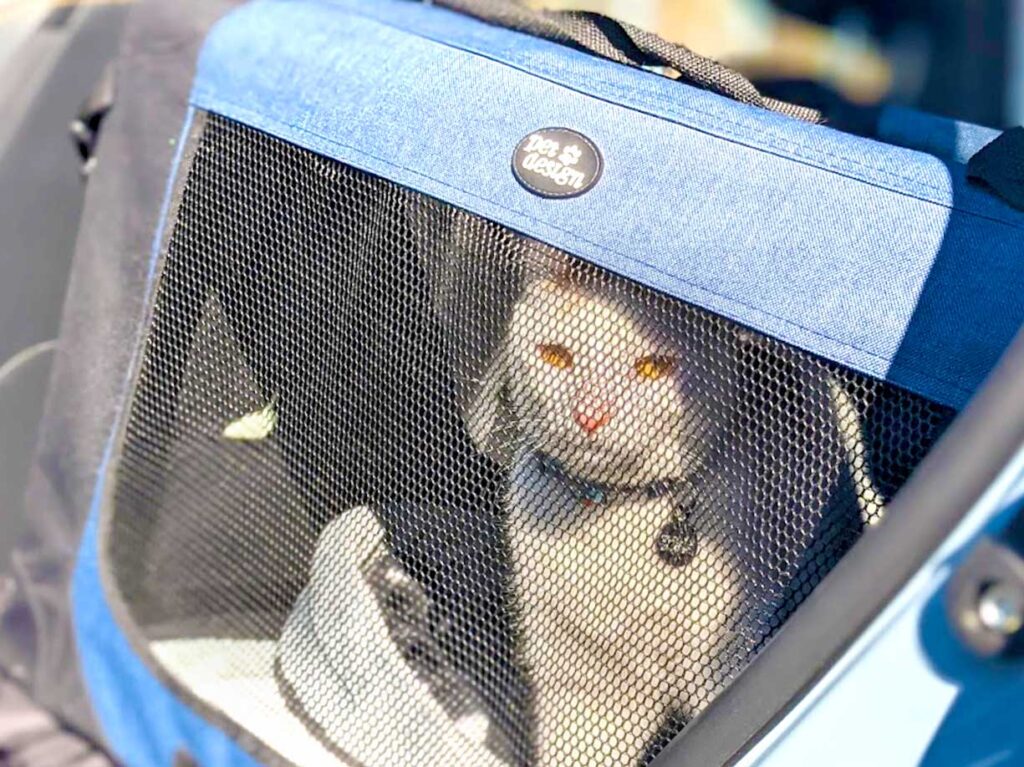 large-car-travel-cat-carrier