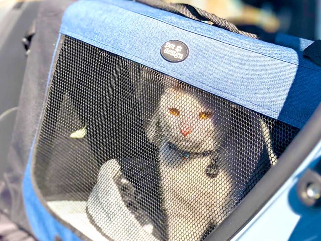 https://afternoonteareads.com/wp-content/uploads/2022/01/large-car-travel-cat-carrier-1024x767.jpg