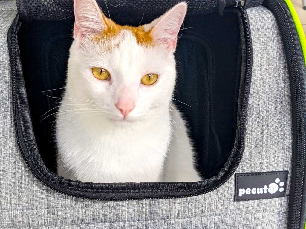 Petseek Extra Large Cat Carrier Soft Sided Folding Small Medium Dog Pet Carrier 24 inchx16.5 inchx16 inch Travel Collapsible Ventilated Comfortable