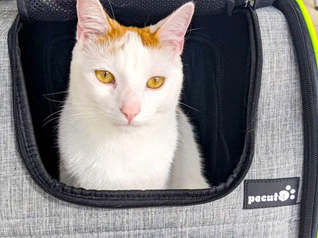 pecute-amazon-cat-backpack-review