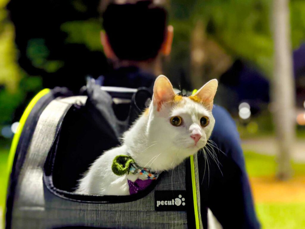 pecute-backpack-for-car-rides-with-cats