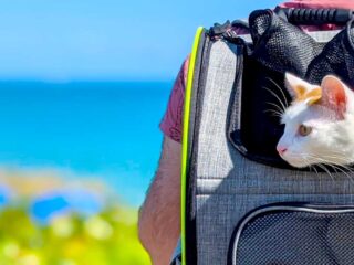 pecute-cat-backpack-review