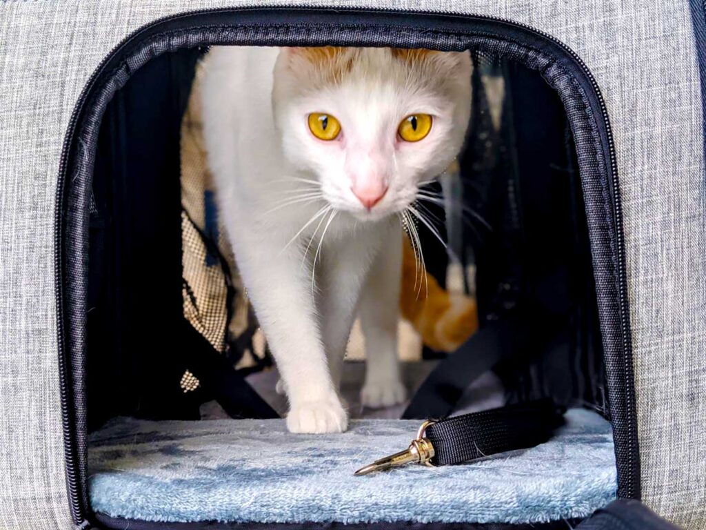 pecute-cat-backpack-training