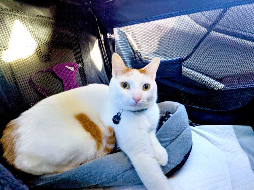 pee-pee-pad-lining-the-bottom-of-the-carrier-car-travel-with-a-cat