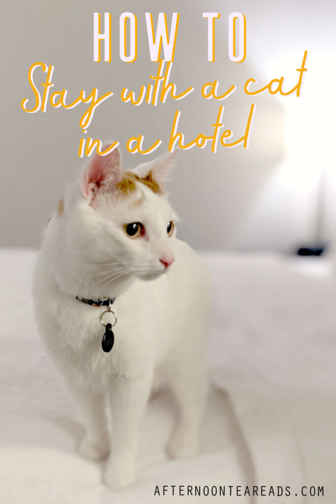How To Stay In A Hotel With A Cat: Cat Road Trip Tips