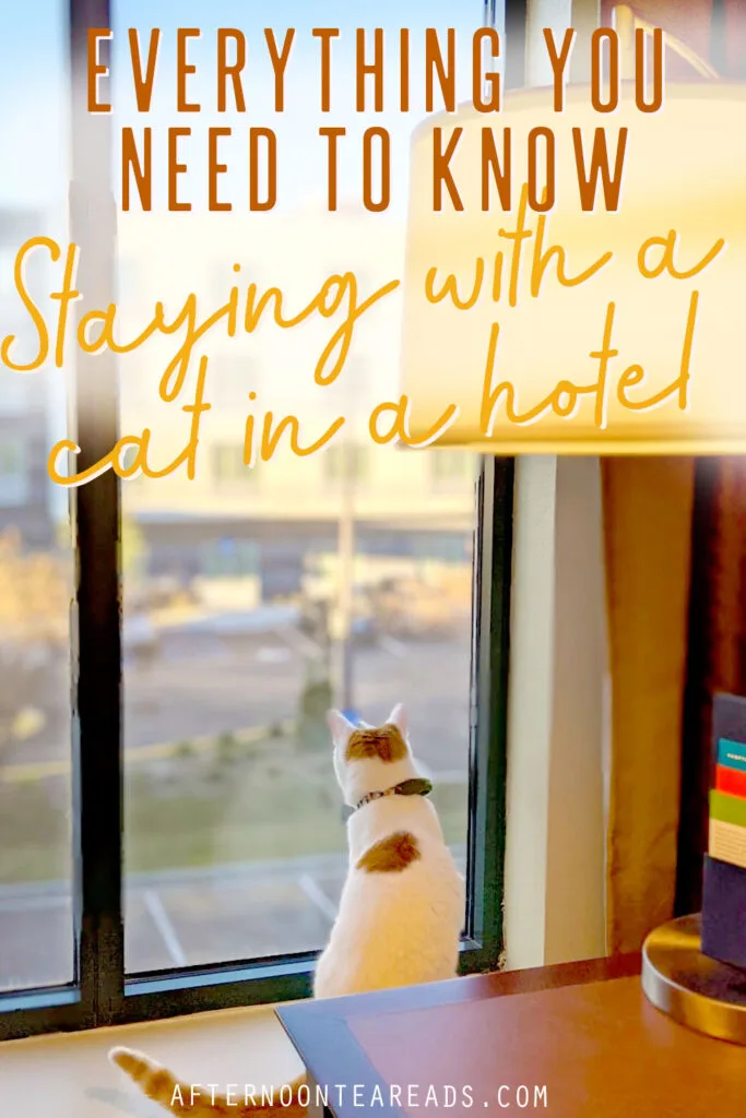 Everything you need to know about staying with a cat in a hotel