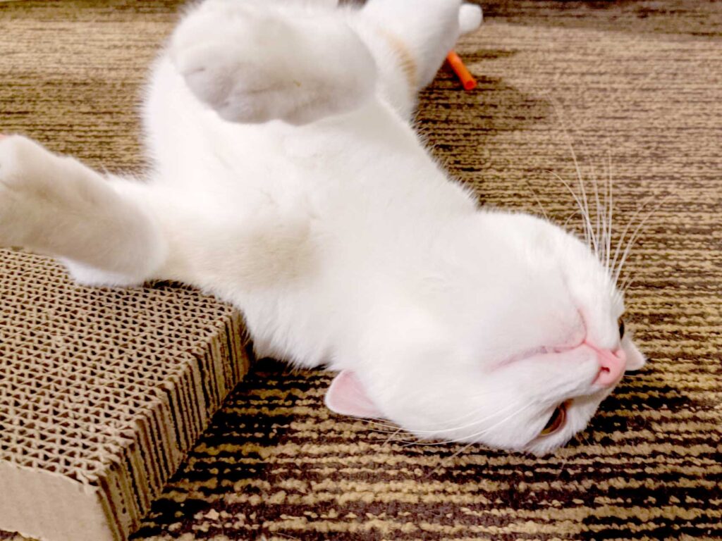 rolling-on-the-carpet-in-a-hotel-room