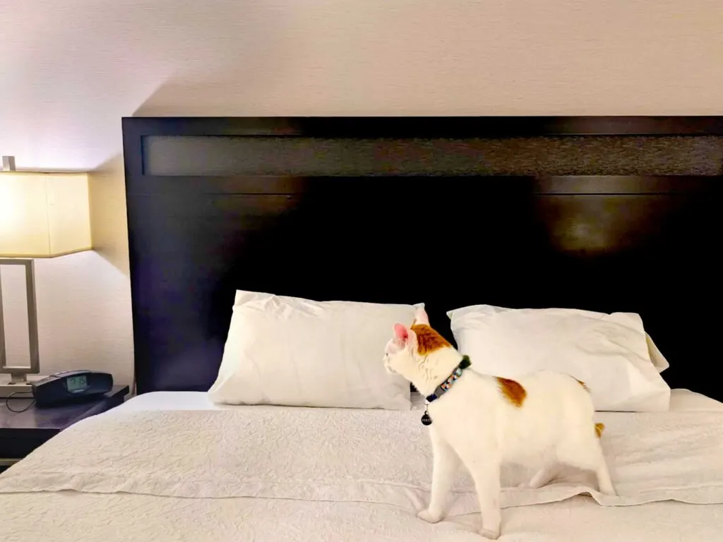sleeping-with-a-cat-in-a-hotel-room-cat-road-trip-tips