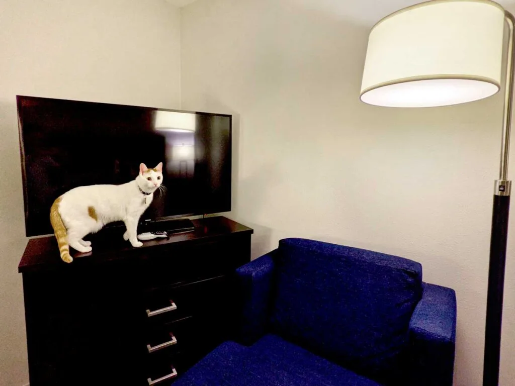 staying-in-a-hotel-room-with-a-cat-exploration-phase