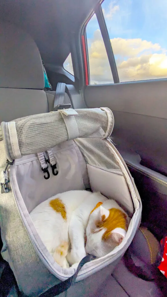 a large grey backpacking is in the back seat of a car, a flap is open that was mesh. Inside the bag is a very snoozy white and orange cat all curled up.