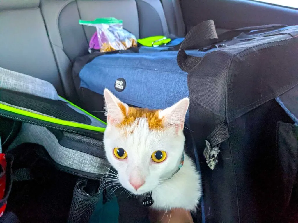 travel-with-a-cat-in-a-car-cat-in-his-carrier-pocking-head-out