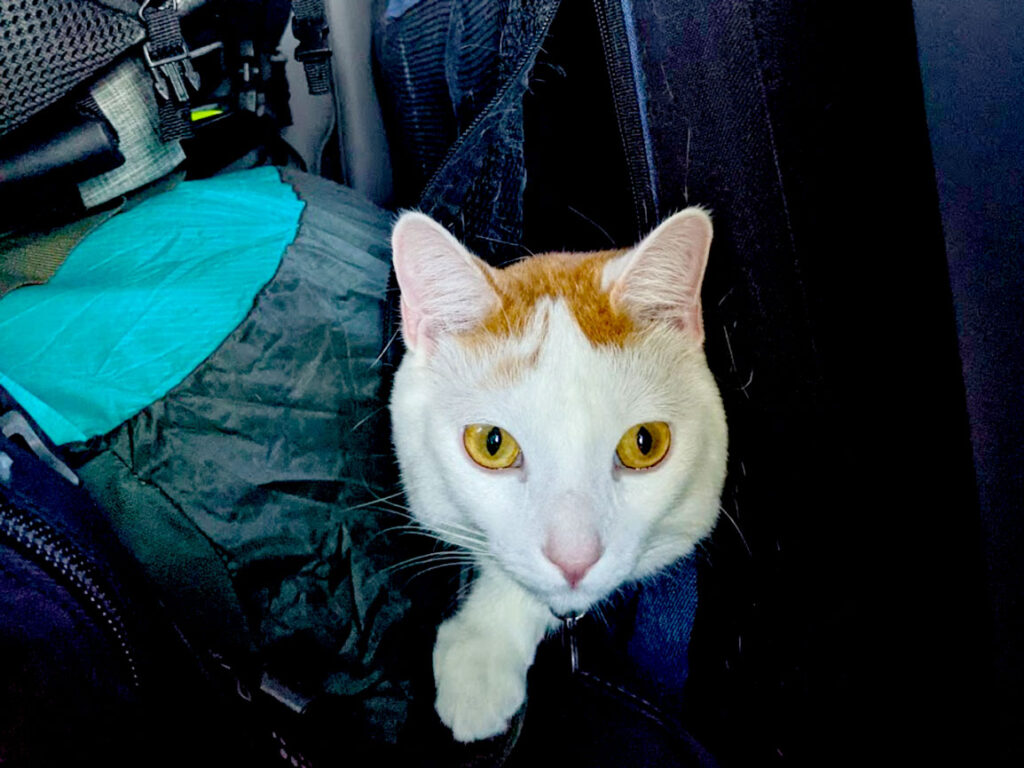 cat in a travel carrier