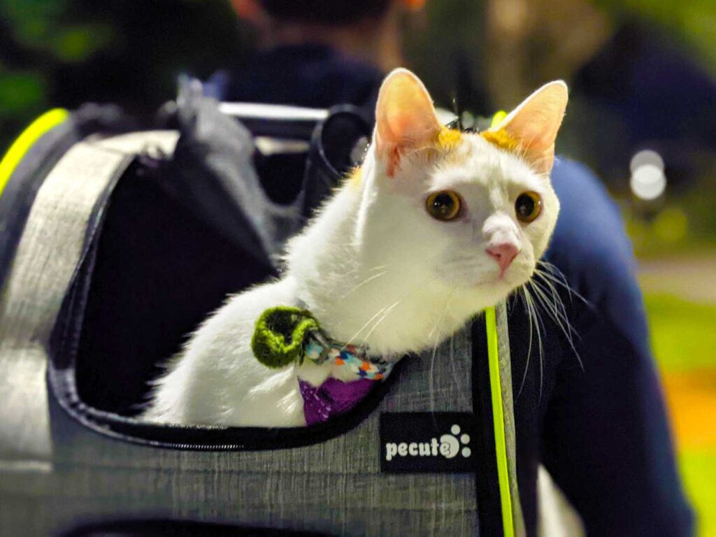 walking-with-a-cat-in-a-backpack