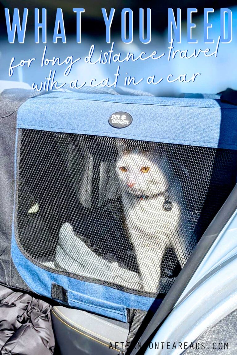 11 Cat Travel Accessories You Need For Safe Travel With A Cat Long ...