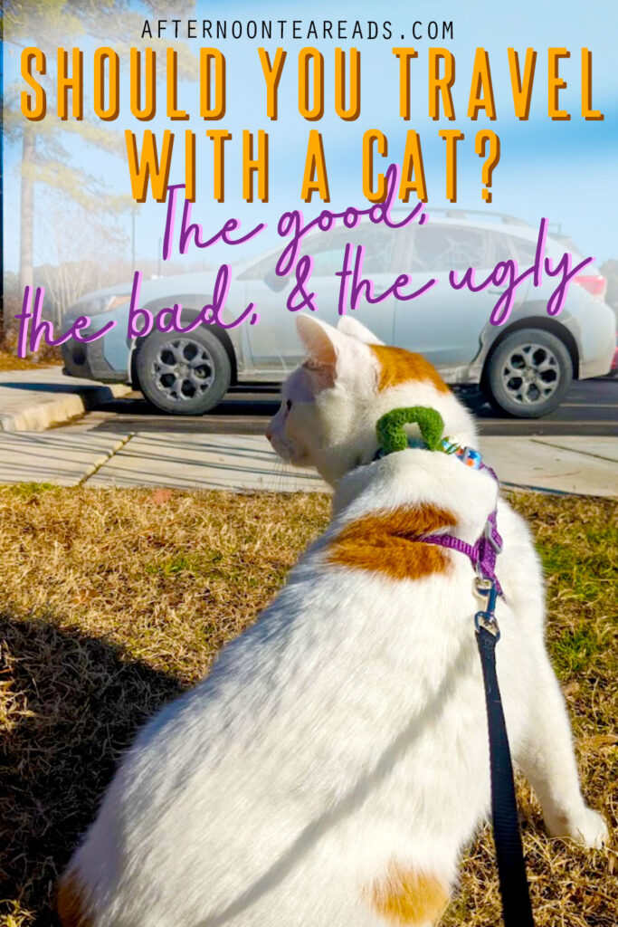 Read This Before You Travel With A Cat...