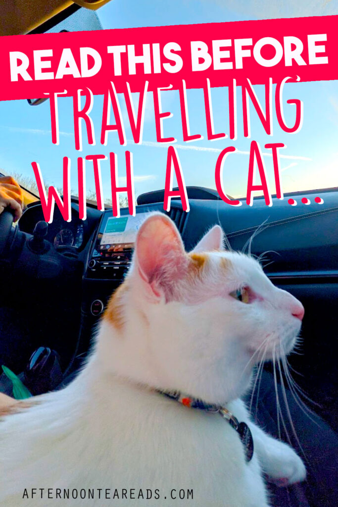 Read This Before You Travel With A Cat...