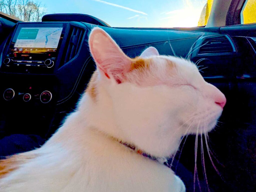 smile-travelling-with-a-cat-in-a-car-on-a-long-distance-road-trip