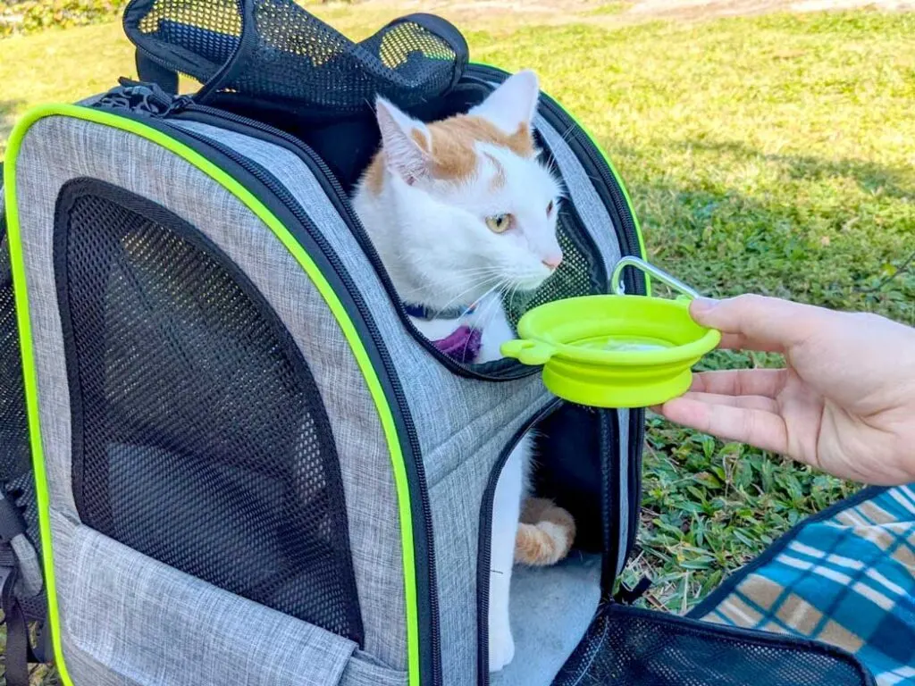 trying-to-get-my-cat-to-drink-water-travelling-with-a-cat