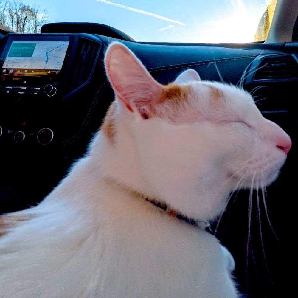 What You Need To Travel wIth Your Cat On A Long Distance Road Trip