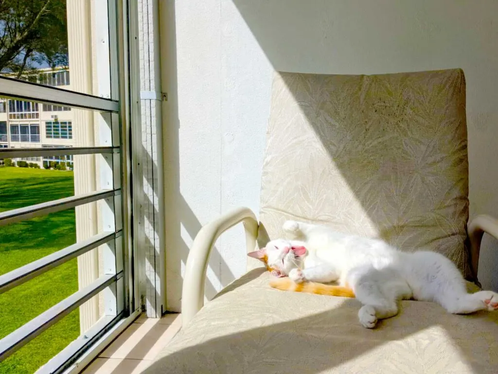 cat-soaking-up-the-sun-in-florida