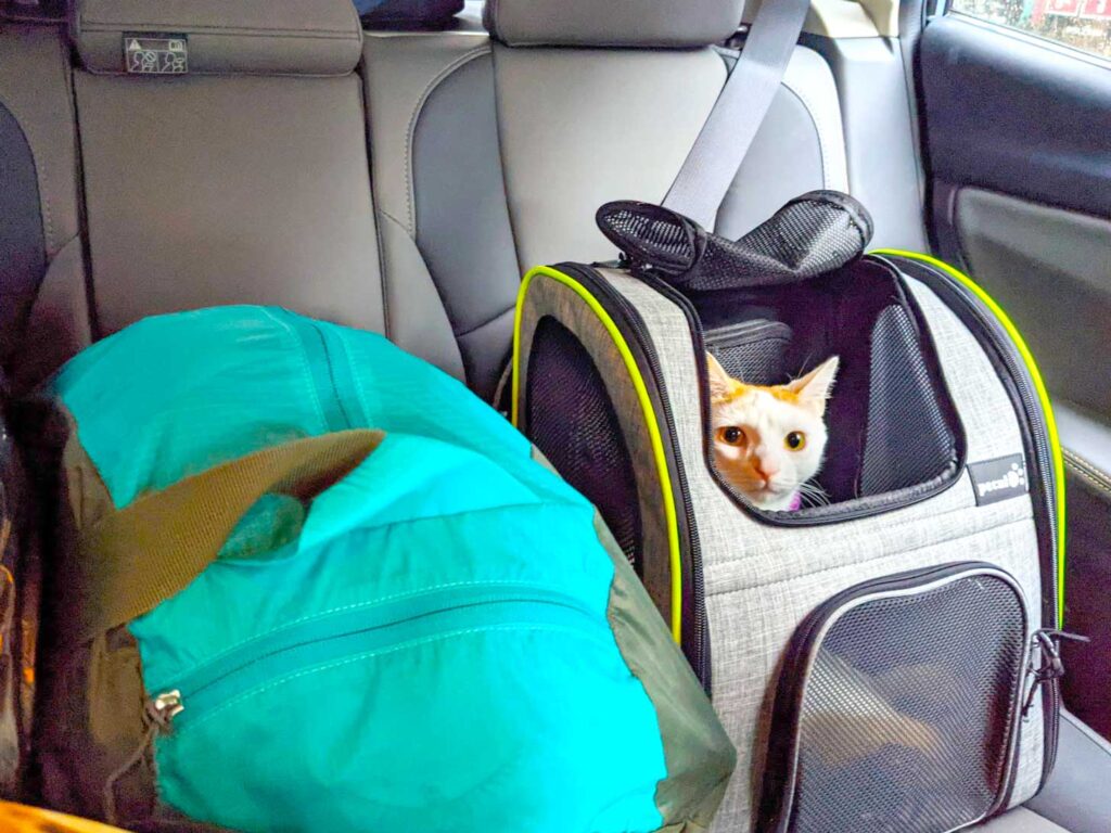 how-to-prepare-a-cat-for-travel---driving-in-the-car