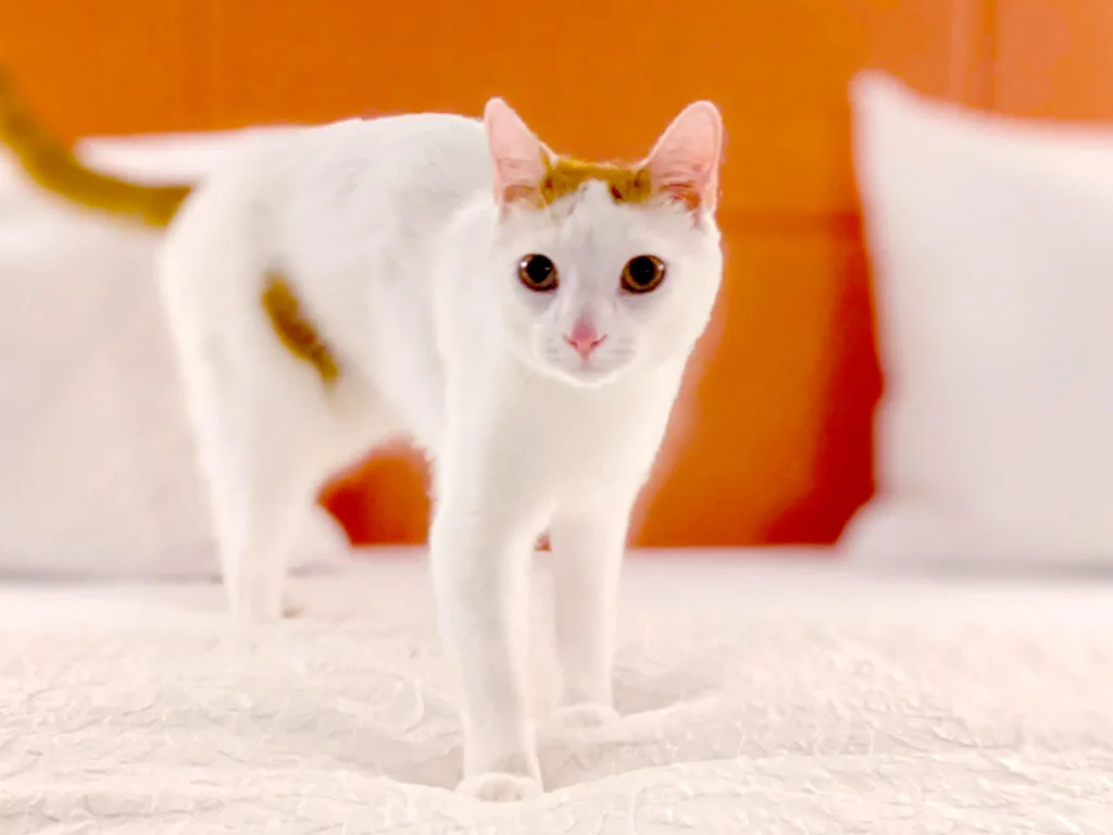 percy-cat-in-a-hotel-how-to-train-a-cat