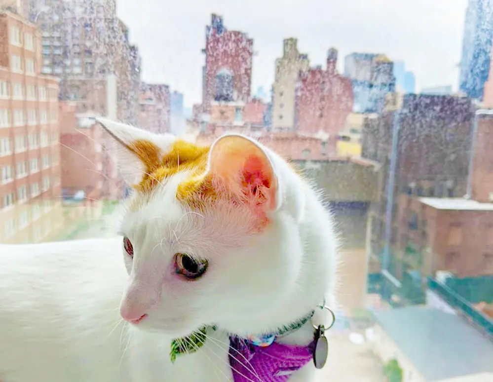 percy-cat-in-the-city-how to prepare a cat for travel