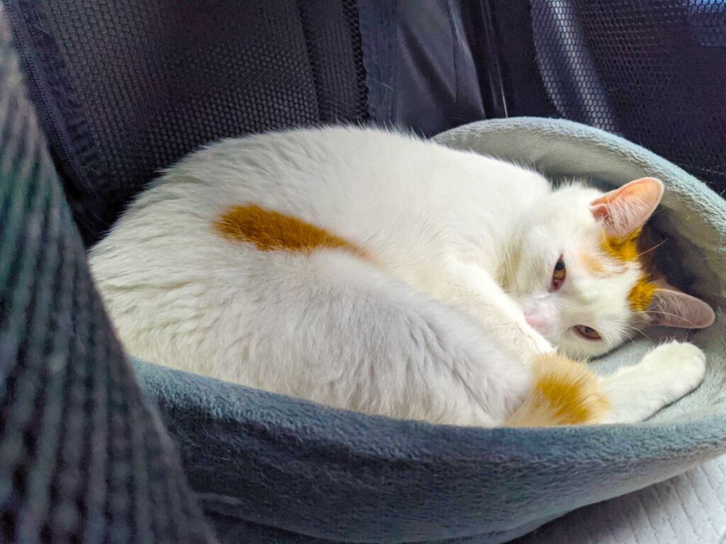 percy-cat-sleeping-in-the-car-in-his-carrier