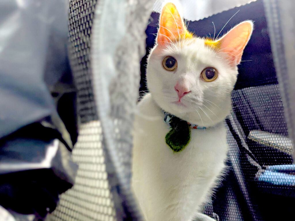 percy-cat-trained-to-be-in-the-car-in-his-carrier