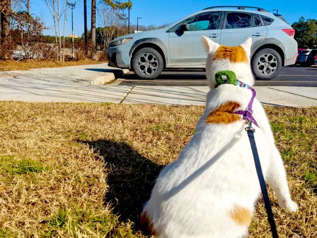prepare-a-cat-for-travel-train-a-cat-on-a-leash