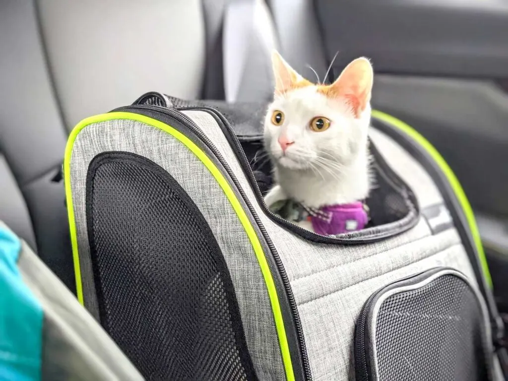 travel-cat-in-a-car