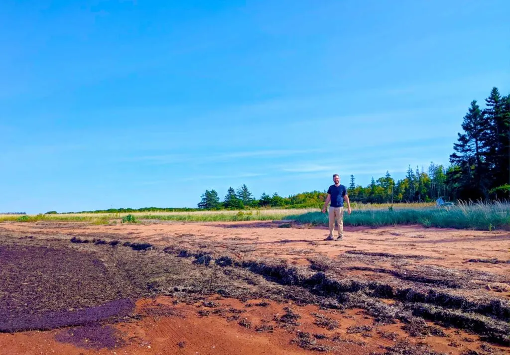 a man looking for lighthouses on prince edward island. He's standing in the red sand beach, with a lot of kelp on the shore. 