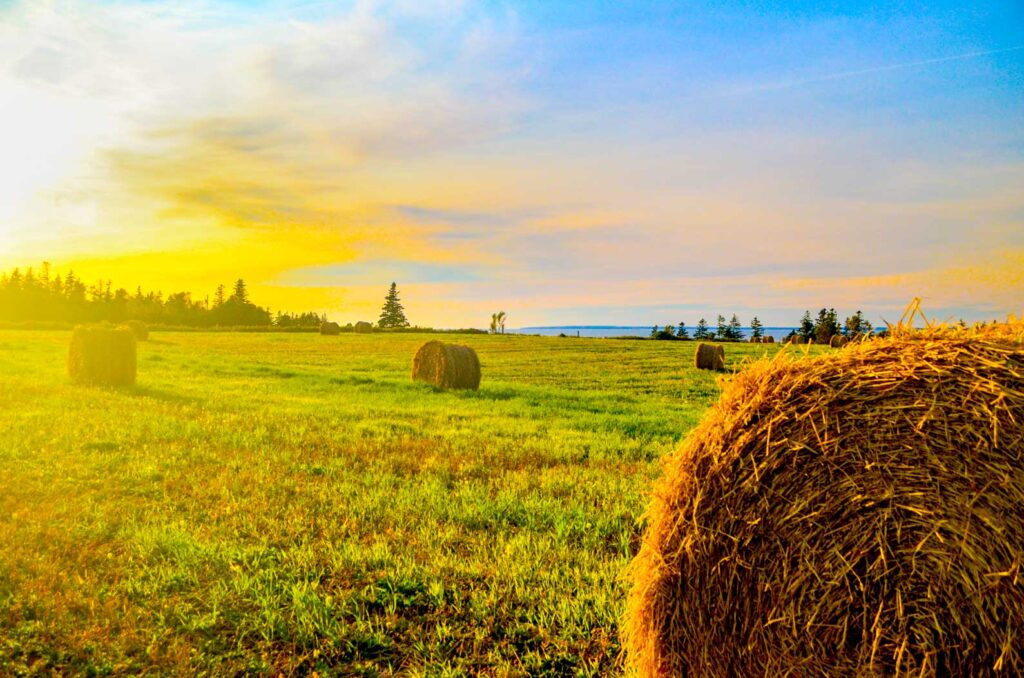 prince edward island farm with hay bails laid out across the grass during sunset. Making something so ordinary seem extraordinary as the golden sunlight shines in across the sky. 