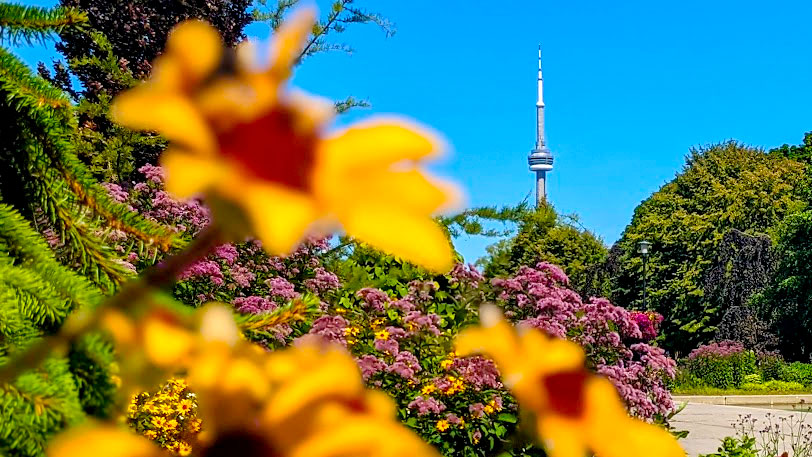 bright yellow flowers are blurred in the front of the frame, with a pink flower bush behind it all frames the CN tower above all the greenery on the toronto islands. 