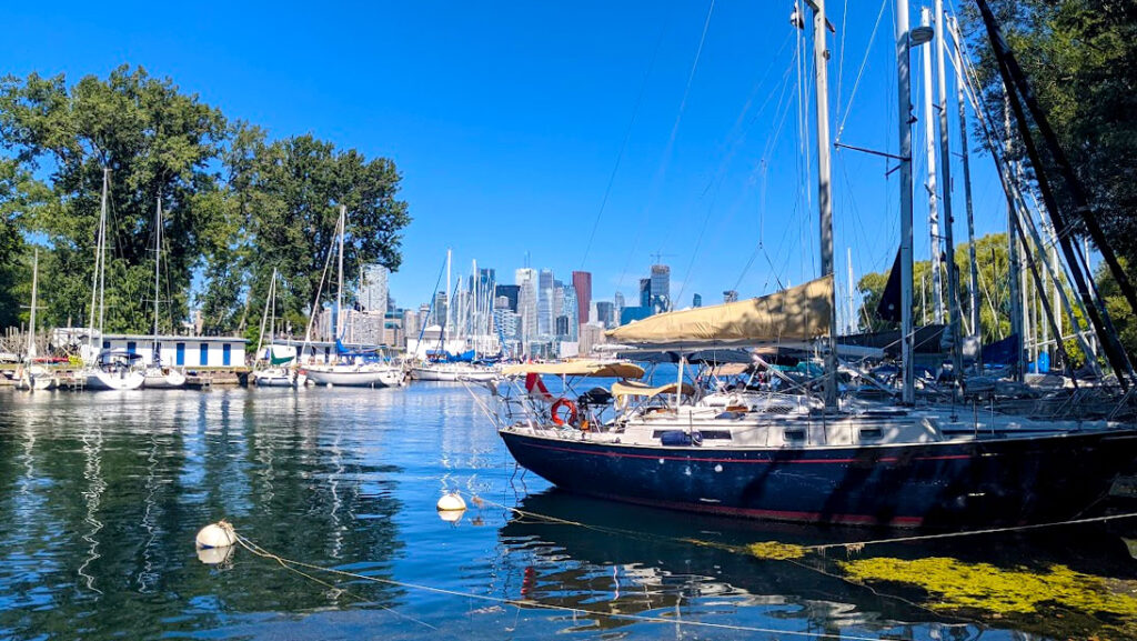 the toronto island harbour. A large black based sail boat is off to the right starting off a line of sail boats on the water. On the opposite side of the harbour are the smaller white sailboats. In the background you can see the toronto city high rise buildings
