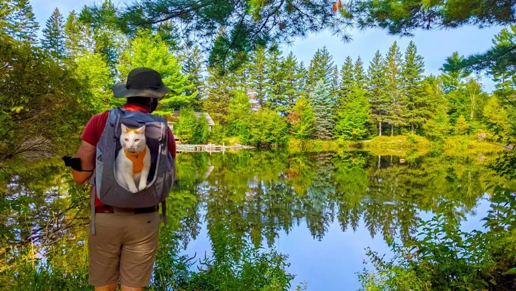 percy-cat-at-mirror-lake-pet-friendly-hotels-in-tremblant