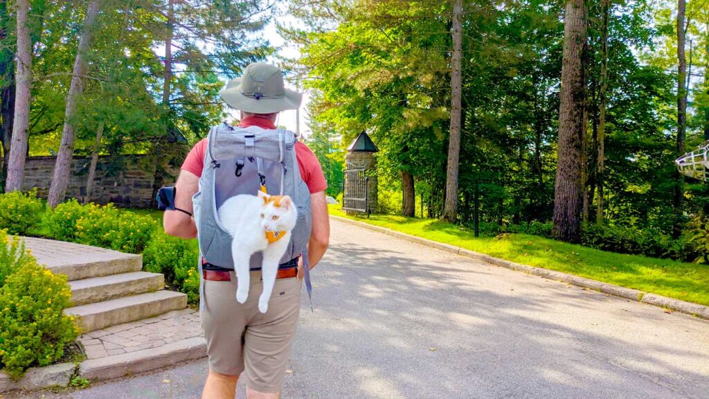 cat-hanging-out-of-navigator-backpack