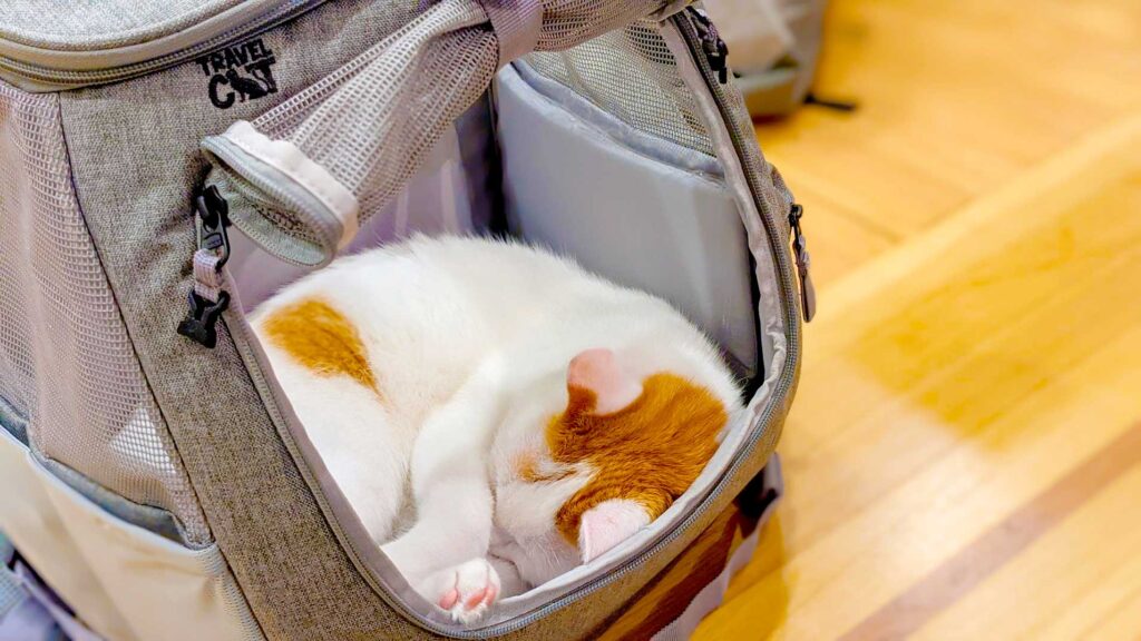 cat-sleeping-in-the-navigator-cat-backpack