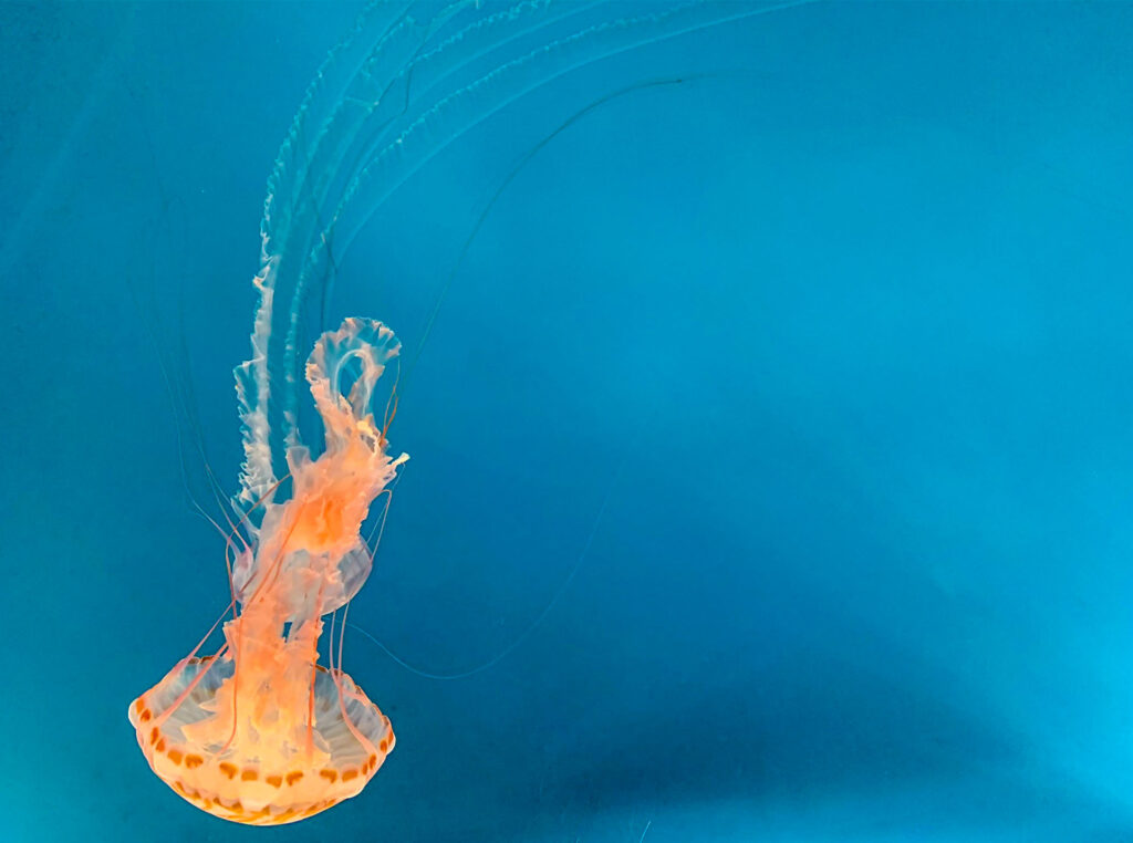 jelly-fish-at-aquarium-