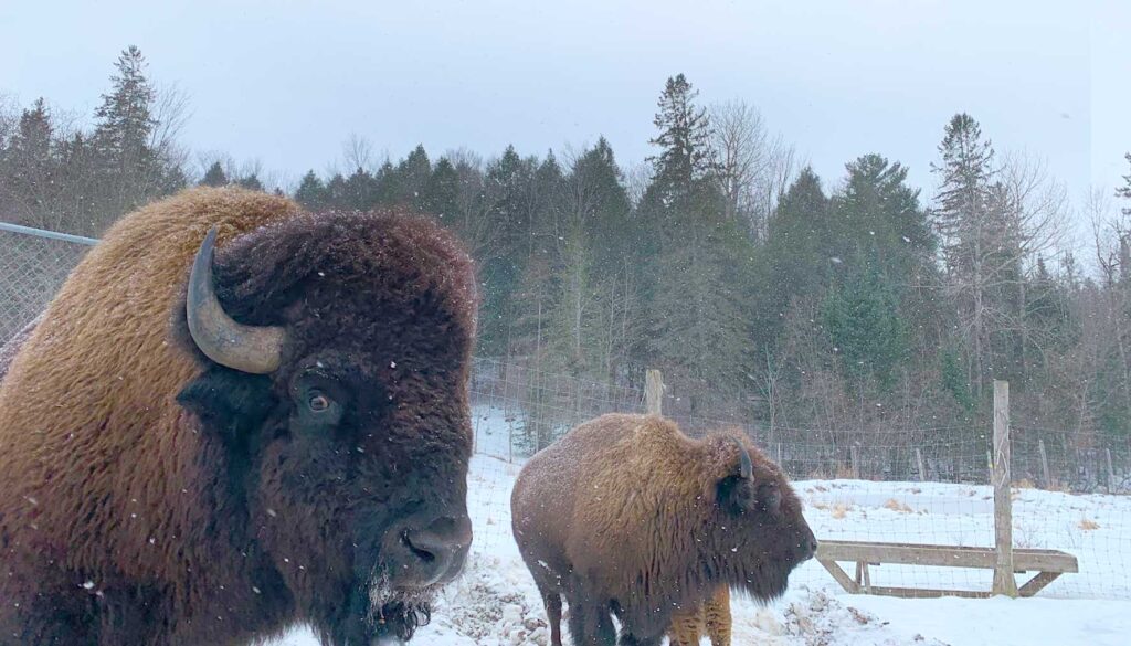 buffalo-at-parc-omega-in-quebec-winter-in-ottawa