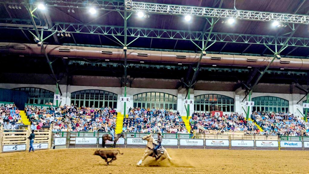 big-stop-texas-rodeo-horse
