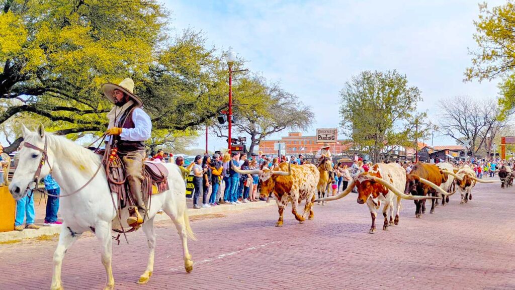 fort-worth-stockyards-cattle-drive-twice-daily