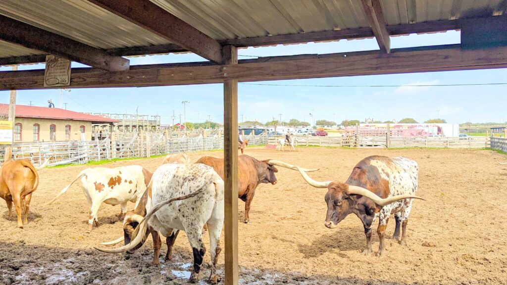 longhorn-herd-cattle-pen-fort-worth-stockyards